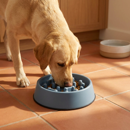 A labrador nosing kibble out from between the moulded ridges of the blue slow feeder bowl on a tiled kitchen floor