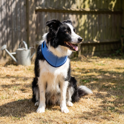 A border collie sitting on dry grass in a garden wearing the blue cooling bandana